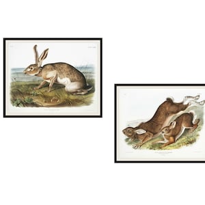 Set of 2  John J Audubon &quot;Hares&quot; Giclee Art Print Reproductions  Unframed, 5 x 7&quot;, 8 x 10&quot; or 11 x 14&quot; Audubon Bird Prints