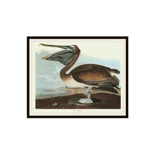 John J Audubon "Brown Pelican" From Birds of America Reproduction Giclee Art Prints Unframed 5 x 7",  8 x 10" or 11 x 14", Audubon Art Print
