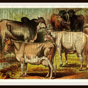 Vintage Cows Natural History Art Print Poster on Dictionary Ephemera  8 x 10&quot;  Unframed Printed Art Image, Vintage Wall Art