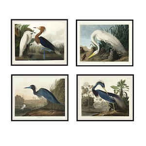 Set of 4  John J Audubon &quot;Herons&quot; Giclee Art Print Reproductions  Unframed, 5 x 7&quot;, 8 x 10&quot; or 11 x 14&quot; Audubon Bird Prints