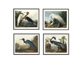 Set of 4  John J Audubon "Herons" Giclee Art Print Reproductions  Unframed, 5 x 7", 8 x 10" or 11 x 14" Audubon Bird Prints