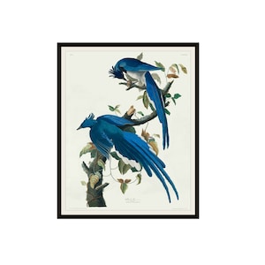 John J Audubon "Columbia Jay" Birds of America Reproduction Giclee Art Prints Unframed 5 x 7",  8 x 10" or 11 x 14", Audubon Art Print