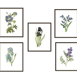 Set of 5 Vintage Botanical Art Print Poster Reproductions  "Blue Flowers"  Set   Unframed 8 x 10"