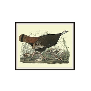John J Audubon "Turkey Hen and Chicks" Birds of America Reproduction Giclee Art Prints Unframed 5 x 7",  8 x 10" or 11 x 14" Audubon Print