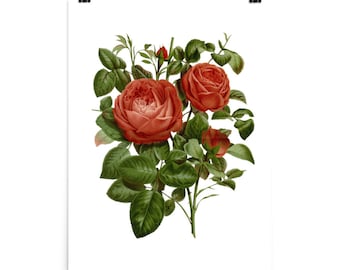 Vintage botanische Blumen Kunst Illustration Poster, botanische Blumen, Blumenkunst, Blumenkunst Geschenk