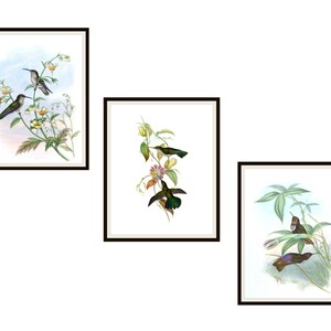 Set of  3 Vintage Botanical Art Print Poster Reproductions  &quot;Hummingbirds&quot;  Unframed 8 x 10&quot;, or 11 x 14 John Gould Hummingbirds