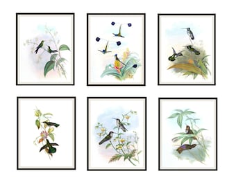 Set of  6 Vintage Botanical Art Print Poster Reproductions  "Hummingbirds"  Unframed 8 x 10", or 11 x 14 John Gould Hummingbirds