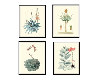 Set of 4 Vintage Botanical Giclee Art Print Reproductions  &quot;Cactus and Succulents&quot; Unframed 8 x 10&quot; or 11 x 14&quot; Vintage Cactus Prints