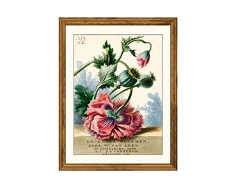 Antique Poppy Botanical Art Print | 1804 Willem van Leen Floral Illustration | Vintage Dutch Flower Wall Art , Cottagecore Giclée Print