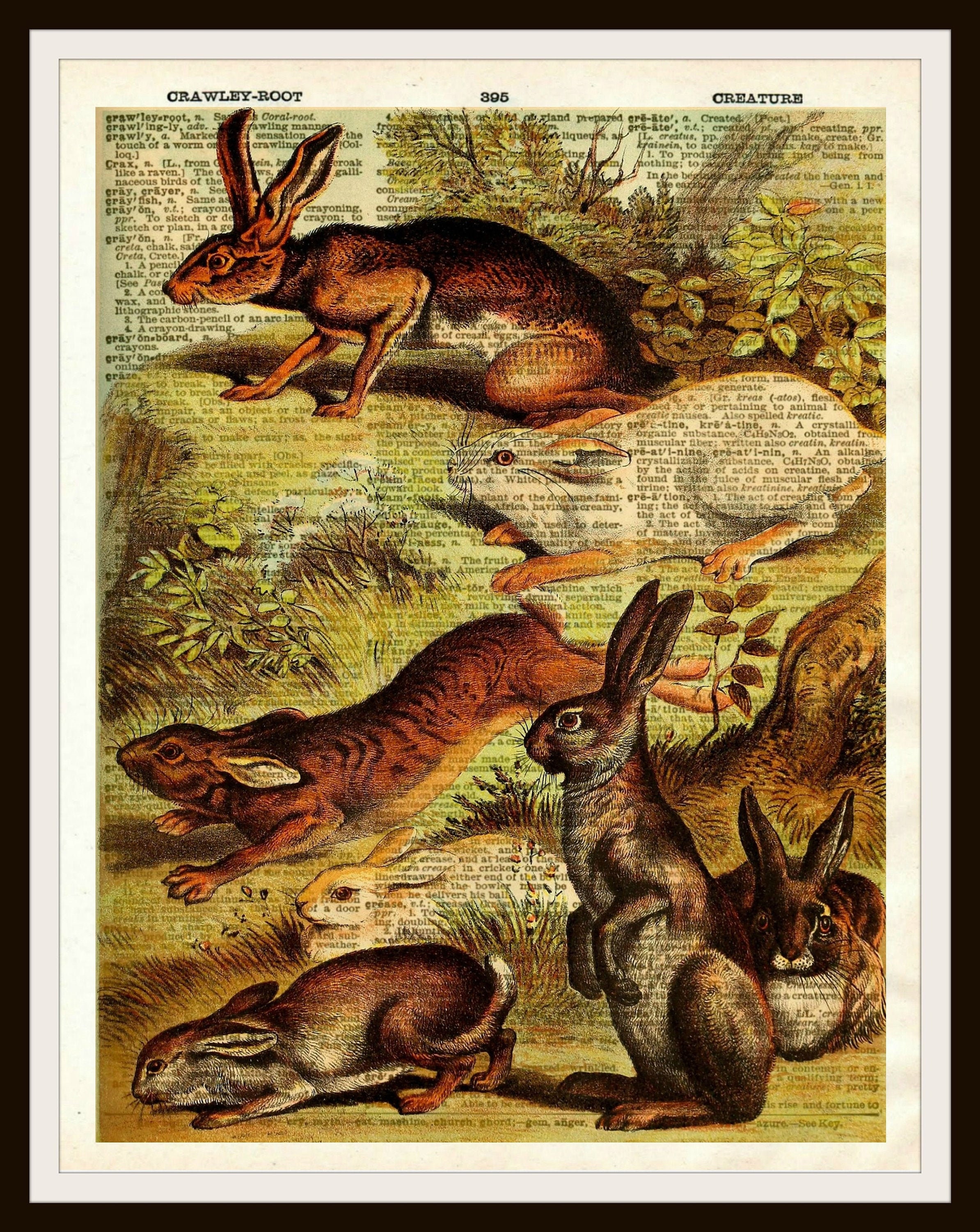Vintage Rabbits Natural History Art Print Poster on Dictionary