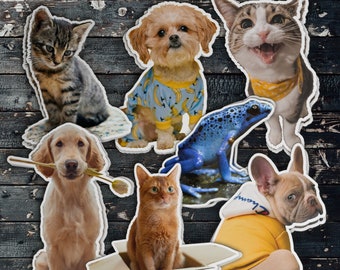 Custom Pet Sticker, Pet Sticker, Custom Pet Photo Sticker, Photo Pet Sticker, Pet Photo Sticker, Dog Sticker, Cat Sticker, Waterproof