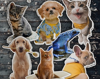 Pegatina personalizada para mascotas, pegatina para mascotas, pegatina personalizada para fotos de mascotas, pegatina para fotos de mascotas, pegatina para fotos de mascotas, pegatina para perros, pegatina para gatos, impermeable