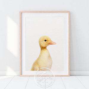 Duckling Print, Nursery Art, Baby Animal Prints, Farm Animals, Duckling Photo, Nursery Decor, Nursery Wall Art, Baby Animals, Printable Art
