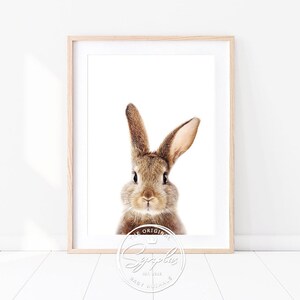Könnte beinhalten: Ein Nahaufnahmeporträt eines braunen Kaninchens mit langen Ohren. Das Kaninchen schaut direkt in die Kamera mit einem neugierigen Ausdruck. Der Hintergrund ist weiß.