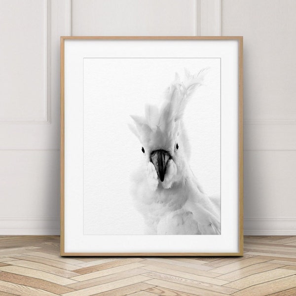 White Cockatoo Print, Australian Bird, Parrot Photo Black And White, Tropical Decor, Modern Wall Art, Nursery Decor, Kids Room Printable Art