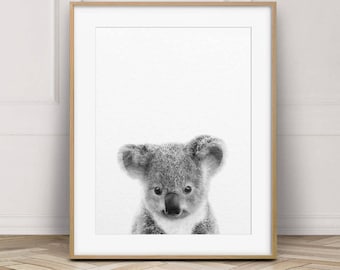 Puede incluir: Fotografía en blanco y negro de un koala mirando directamente a la cámara. El koala está enmarcado contra un fondo blanco.
