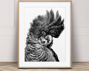 May include: Black and white photograph of a black cockatoo with a white crest. The bird is looking to the left of the frame and has a speckled appearance.