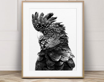 Impresión de cacatúa negra, pájaro australiano, impresión de loro, cacatúa blanco y negro, pájaro exótico, arte moderno de la pared, decoración de la guardería, arte imprimible para niños