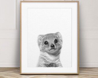 Baby Mongoose Etsy Baby Mongoose Etsy