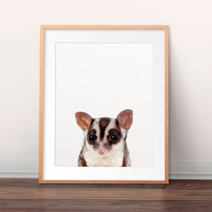 Sugar Glider Print, süße Baby Animal Prints, australisches Eichhörnchen Print, Baby Sugar Glider Wandkunst, Kinderzimmer Dekor, Kinderzimmer druckbare Kunst
