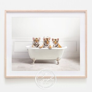 Könnte beinhalten: Drei Tigerbabys sitzen in einer weißen Badewanne mit ihren Pfoten am Rand. Die Jungen schauen in die Kamera. Die Badewanne steht auf einem gefliesten Boden in einem weißen Badezimmer.