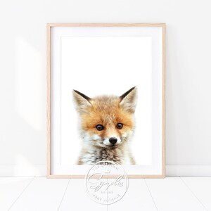 Könnte beinhalten: Eine Nahaufnahme eines Rotfuchs-Jungtiers mit weißem Fell an der Brust und einer weißen Spitze am Schwanz. Der Fuchs schaut direkt in die Kamera, die Ohren aufgestellt. Der Hintergrund ist weiß.