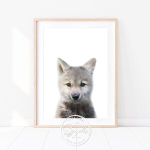 Könnte beinhalten: Nahaufnahme eines grauen Wolfswelpen vor weißem Hintergrund. Der Wolfswelpe schaut direkt in die Kamera, den Mund geschlossen. Das Bild hat einen weißen Hintergrund und ein Wasserzeichen unten rechts, das "The Original Sygopsis Est. 2015 Baby Animals" lautet.