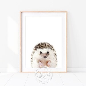 Könnte beinhalten: Ein gerahmter Druck eines niedlichen Igels mit braunem und weißem Fell. Der Igel schaut direkt in die Kamera mit seinen kleinen schwarzen Augen. Der Druck ist auf weißem Hintergrund und hat einen einfachen Holzrahmen.