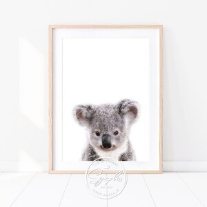 Könnte beinhalten: Nahaufnahme eines grauen Koalabären mit großen, dunklen Augen. Der Koala schaut direkt in die Kamera. Der Hintergrund ist weiß.
