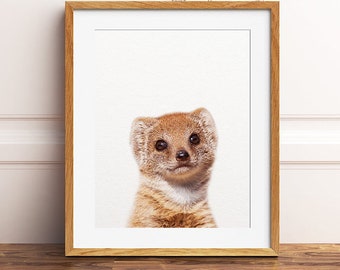 Baby Mongoose Etsy Baby Mongoose Etsy