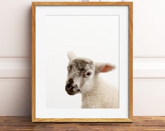 Impresión de cordero, arte infantil, lindo arte de pared de cordero bebé, animal de granja, foto de corderito, impresiones de animales de guardería, decoración de guardería, habitación para niños imprimible