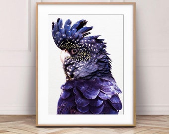 Impresión de cacatúa negra, impresión de loro, arte de la pared de aves australianas, decoración azul y amarilla, arte tropical, arte contemporáneo moderno, arte imprimible
