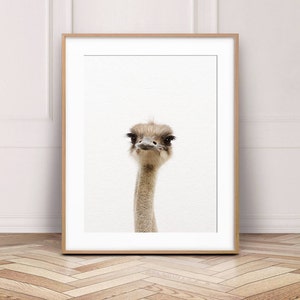 Ostrich Print, Baby Animal Nursery Prints, Africa Safari Animals, Nursery Wall Art, Ostrich Photo, Nursery Decor, Kids Room Printable Art