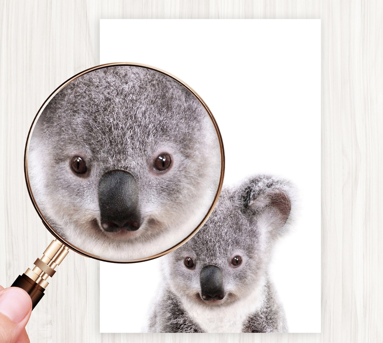 Baby Koala Print, Australian Animal, Nursery Wall Art, Baby Koala ...