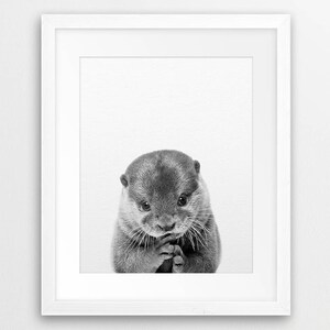 May include: A black and white photograph of a cute otter with its paws clasped together, looking directly at the camera.