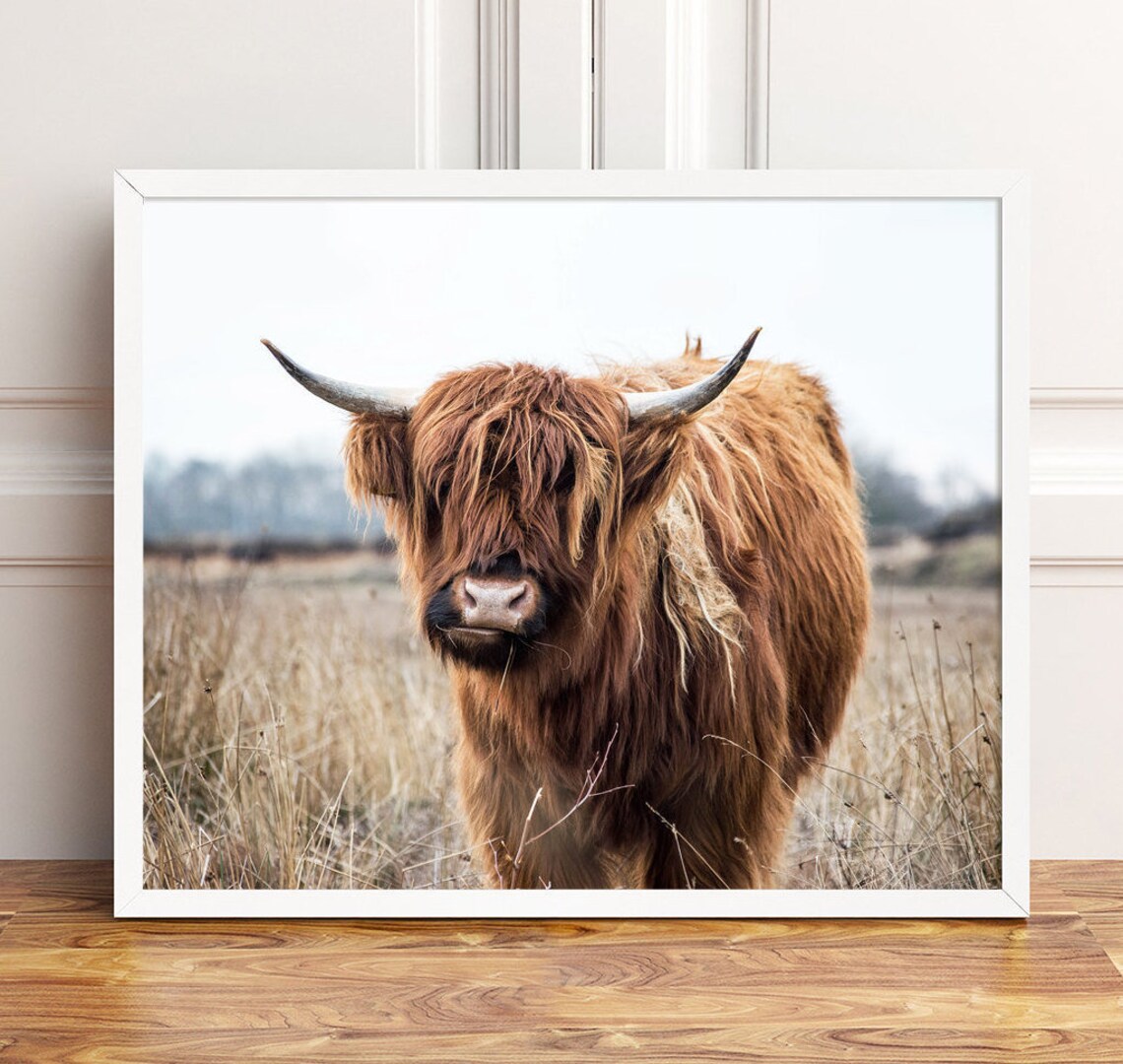 Highland Cow Print Highland Cow Photography Bull Wall Art Etsy Australia