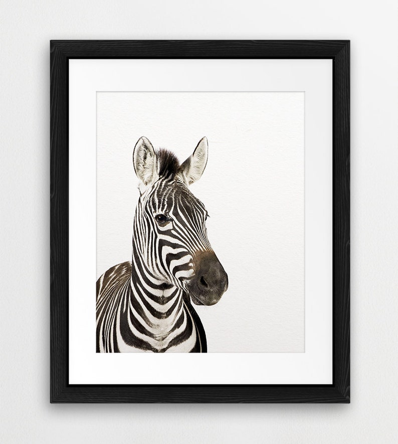 Zebra Print, Zebra Photo, Safari Animal Prints, Nursery Wall Art, African Animals, Modern Wall Art, Safari Nursery Decor, Kids Printable Art image 3