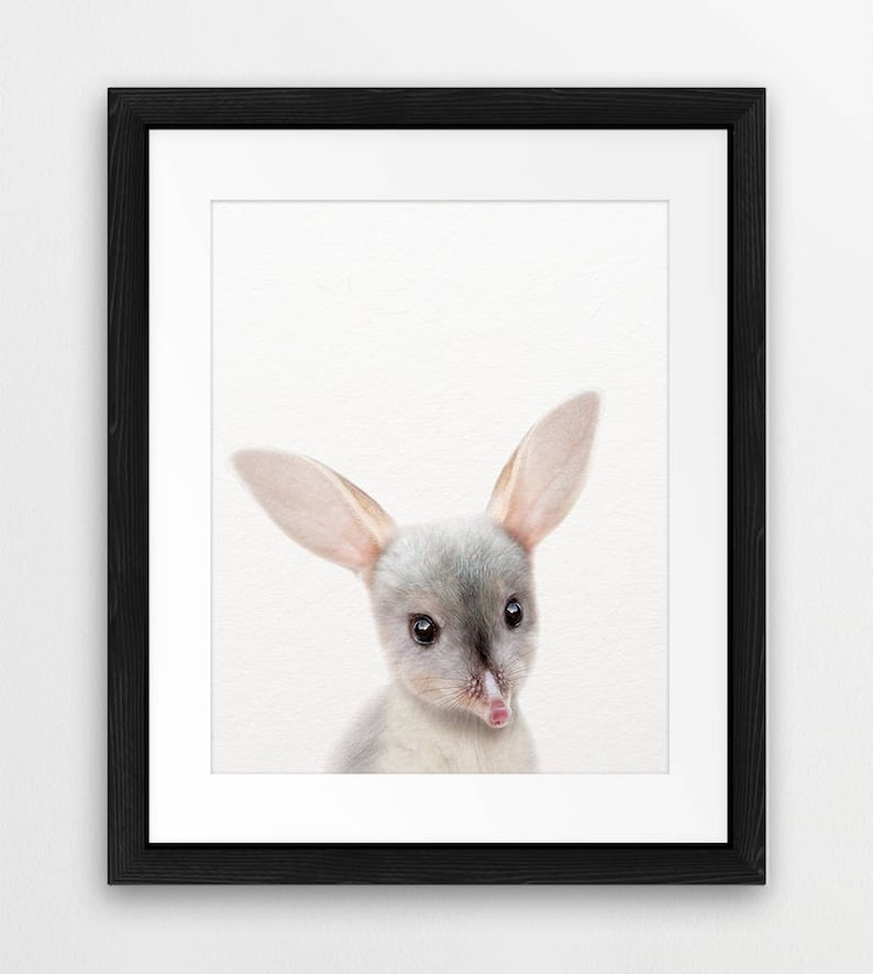 Baby Bilby Print Nursery Decor Australian Animals Art Bilby Etsy