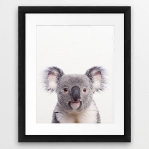 May include: A close-up portrait of a koala bear with gray fur and a white chest. The koala is looking directly at the camera with a curious expression.