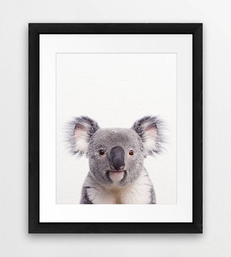 May include: A close-up portrait of a koala bear with gray fur and a white chest. The koala is looking directly at the camera with a curious expression.