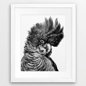 May include: Black and white photograph of a black cockatoo with a white crest. The bird is looking to the side and has a speckled appearance.