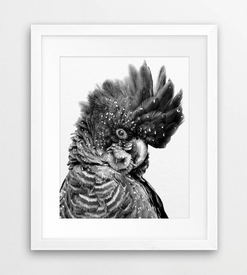 May include: Black and white photograph of a black cockatoo with a white crest. The bird is looking to the side and has a speckled appearance.