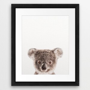 May include: A close-up portrait of a koala bear with brown fur and large, dark eyes. The koala is looking directly at the camera with a curious expression. The background is a simple white.