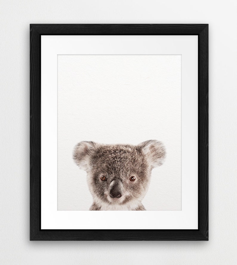 May include: A close-up portrait of a koala bear with brown fur and large, dark eyes. The koala is looking directly at the camera with a curious expression. The background is a simple white.