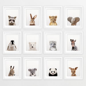 Puede incluir: Un collage de 12 retratos de animales enmarcados, cada uno con un animal diferente, incluyendo un mapache, un conejo, un cachorro de le&oacute;n, un elefante, un ping&uuml;ino, un oso polar, un leopardo de las nieves, una cebra, un burro, un koala, un panda y un ciervo. Los marcos son blancos y el fondo es una pared blanca lisa.