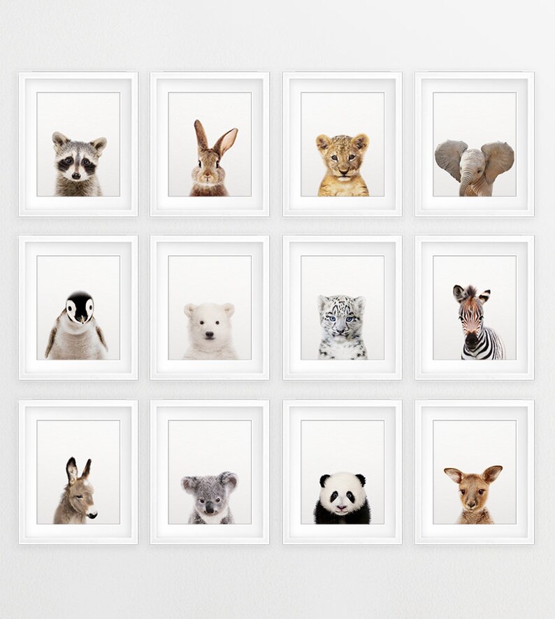 Puede incluir: Un collage de 12 retratos de animales enmarcados, cada uno con un animal diferente, incluyendo un mapache, un conejo, un cachorro de le&oacute;n, un elefante, un ping&uuml;ino, un oso polar, un leopardo de las nieves, una cebra, un burro, un koala, un panda y un ciervo. Los marcos son blancos y el fondo es una pared blanca lisa.