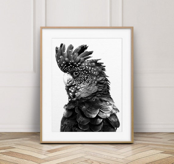 Black Cockatoo Print, Australian Bird, Parrot Print, Cockatoo Black & White, Exotic Bird, Modern Wall Art, Nursery Decor, Kids Printable Art