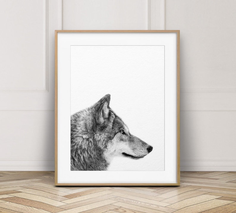 May include: Black and white photograph of a wolf's head in profile, looking to the right. The wolf is framed against a white background.