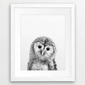 May include: Black and white photograph of an owl with large, round eyes. The owl is looking directly at the camera.