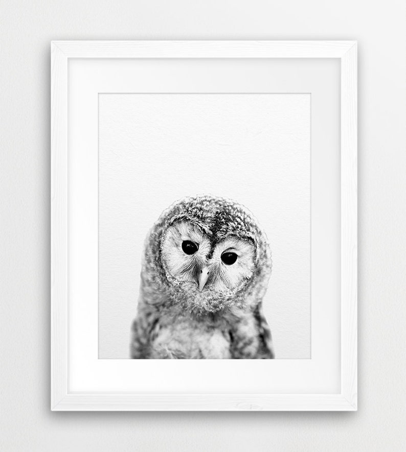 May include: Black and white photograph of an owl with large, round eyes. The owl is looking directly at the camera.